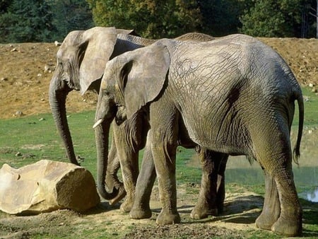 Brother Elephants - summer, forest, black, animals, brother, elephants, brother elephants, wild, two, jungle