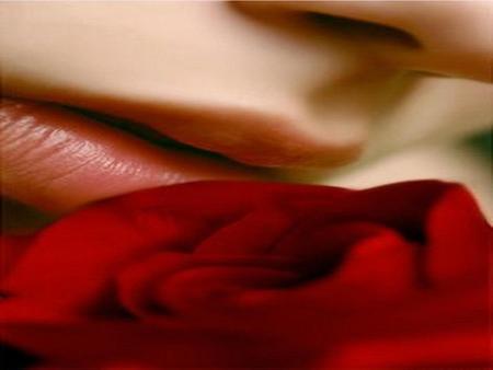 Kiss of the Rose - photograpy, lady, kiss, rose