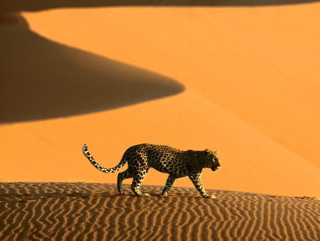 Desert brave - abstract, leopard, brave, desert, africa, desrt, sand, rough, namibia, cats, animals