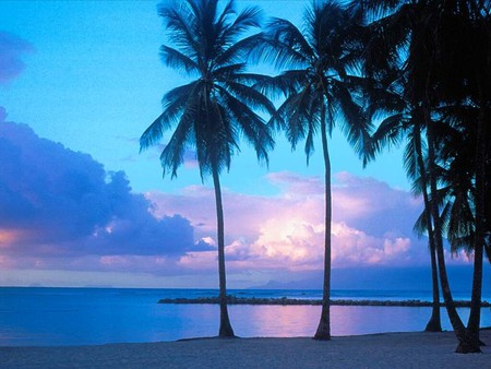 California Blue - palms, beach, blues, clouds