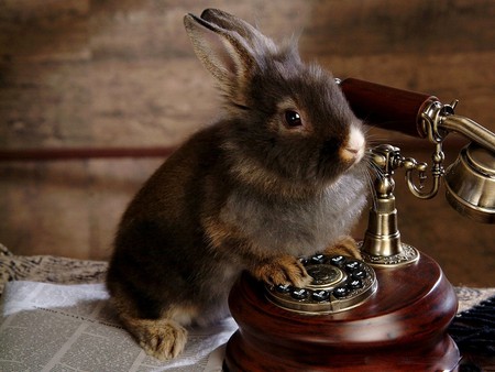 I WANNA CALL MIMIBUNNY:-) - rabbit, grey, table, telephone, paper, bunny