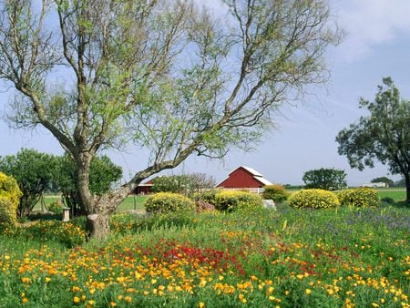 Mission-Soledad - house, flowers, garden