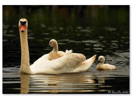 Swan Family - swan family, picture, cool