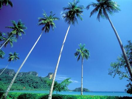 Pranang Beach - trees, palm