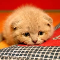 Sad Cat