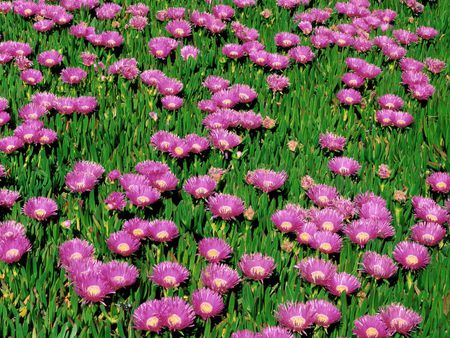 Purple Sea Fig - purple, flower