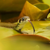 Cool Snake