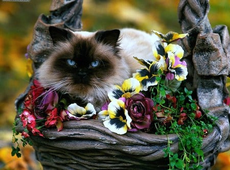 Puss n blooms - planter, flowers, cat, pansies