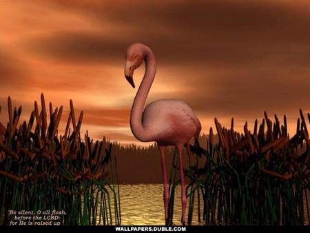 Flamingo - flamingo, orange, sunset