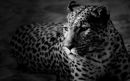 Leopard - black and white, leopard, cat