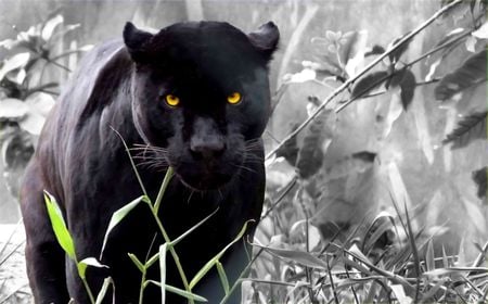 Black panther - black, panther, cat