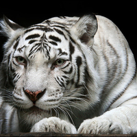 White tiger