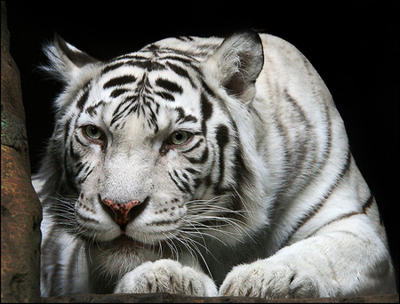 White tiger - white tiger, tiger, cat