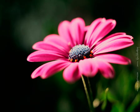 pink daisy - bright, daisy, flower, pink