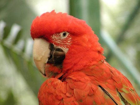 Look at Me...I'm so Pretty! - bird, parrot, tropical, orange