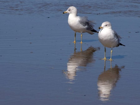 Seagulls watching tourists - beach, seagulls, birds