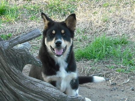 Happy pup - puppies, dogs, animals