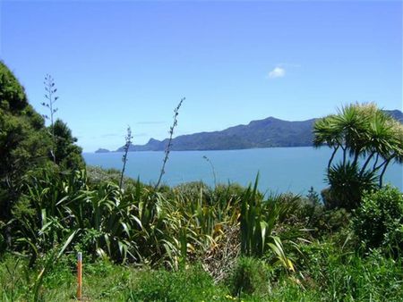 Manukau Harbour - auckland, nature, tree, new zealand