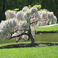 The beauty of the cherry tree