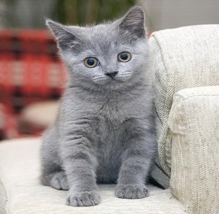 Little grey cat - Cats & Animals Background Wallpapers on Desktop Nexus ...