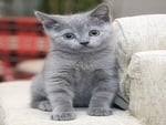 Little grey cat