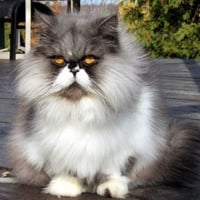 Persian cat