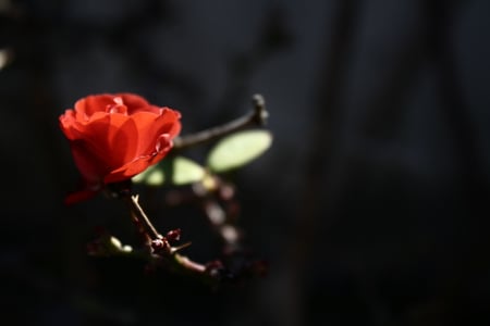 single flower - nature, alone, pretty, red, petals, single, flower