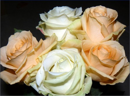 roses - white, nature, beauiful, roses, peach, colors, bouquet, flowers