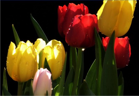 colorful tulips - flowers, tulips, yellow, red, green, spring, lovely, bouquet