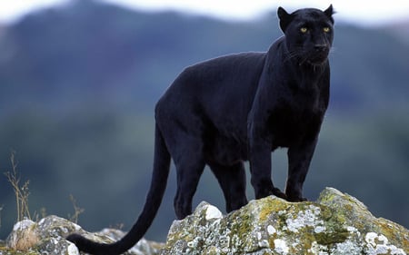 my friend - nice, wide screen, puma, sky, animals, eyes, photography, feline, black, other, leopard, cloud, cool, big cats, rock, black panther, pantha, big cat, wildlife, danger, cat, panther, nature, picture, cats, blue, wild, beautiful, animal, photo, big black, hunter