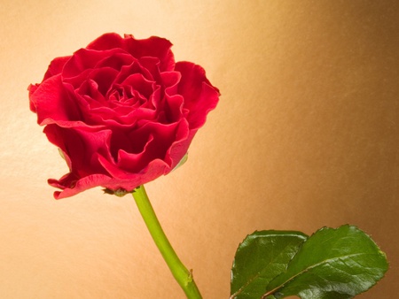 Curly rose - nature, flowers