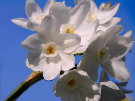 Daffodils - nature, flowers