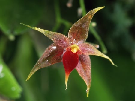 Epiphytic orchid - nature, flowers