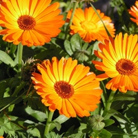 Orange flowers