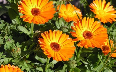 Orange flowers - nature, flowers