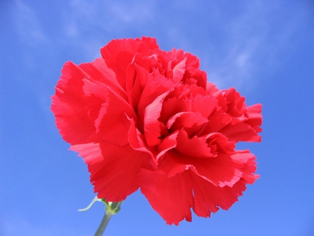 Carnation - nature, flowers