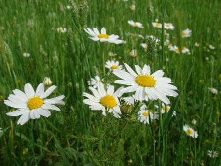 Spring flowers - nature, flowers