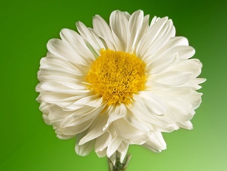 White flower - nature, flowers