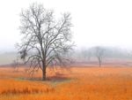 Early Morning in Cades Cove