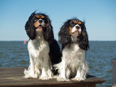 Royalty on the beach - water, dogs, spaniels, two