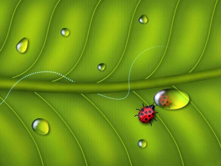 Windows 7 Clip Art   Insect. jpg - waterbeads, dewdrops, leaf, ladybug