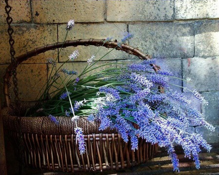 Still life - purple, wall, photography, flowers, basket, flower