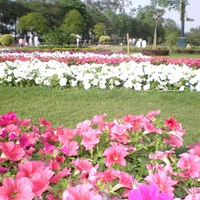 Lahore's spring