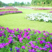 Lahore's spring