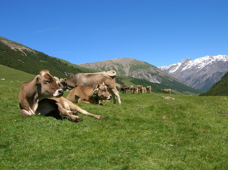 Animali al pascolo - bovini, pascolo