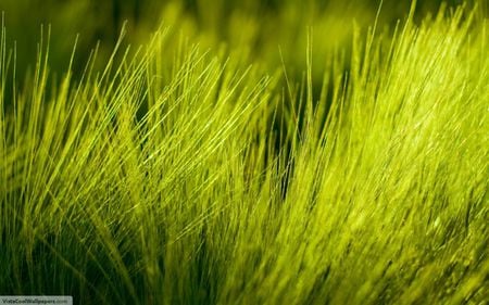 Green grass - nature, fields