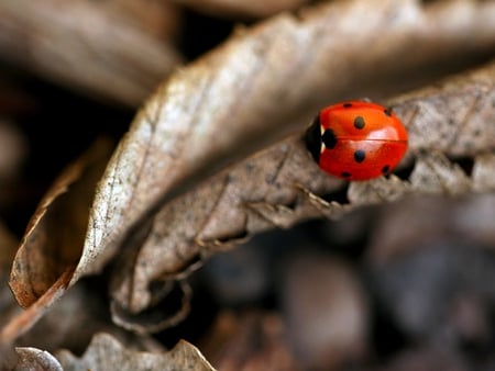 PRETTY LITTLE LADY - close up, ladybug, red, photography, dead leaf, spots