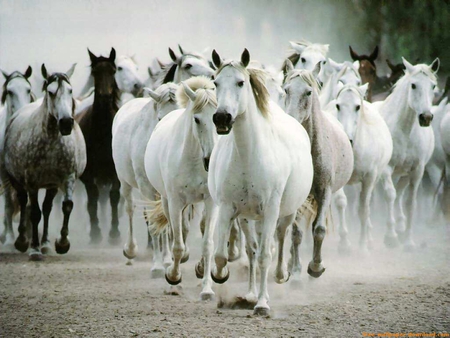 horses runing