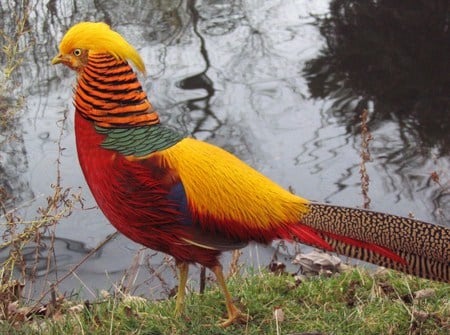 Strutting his stuff - yellow, red, green, strutting, pheasant