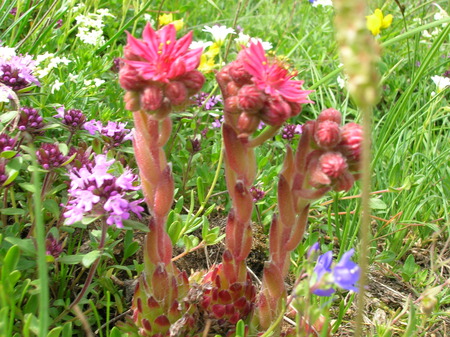 Fiori alpini spontanei - alpini, fiori